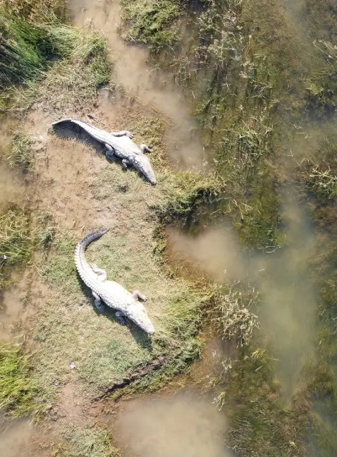 Palighat Chambal Safari
