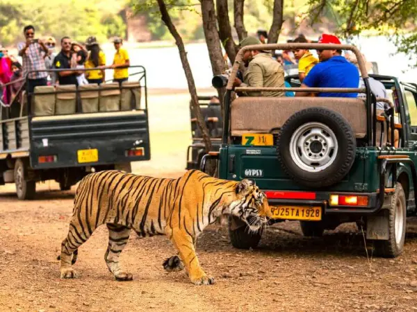 Ranthambore National Park Safari